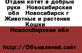 Отдам котят в добрые руки - Новосибирская обл., Новосибирск г. Животные и растения » Кошки   . Новосибирская обл.